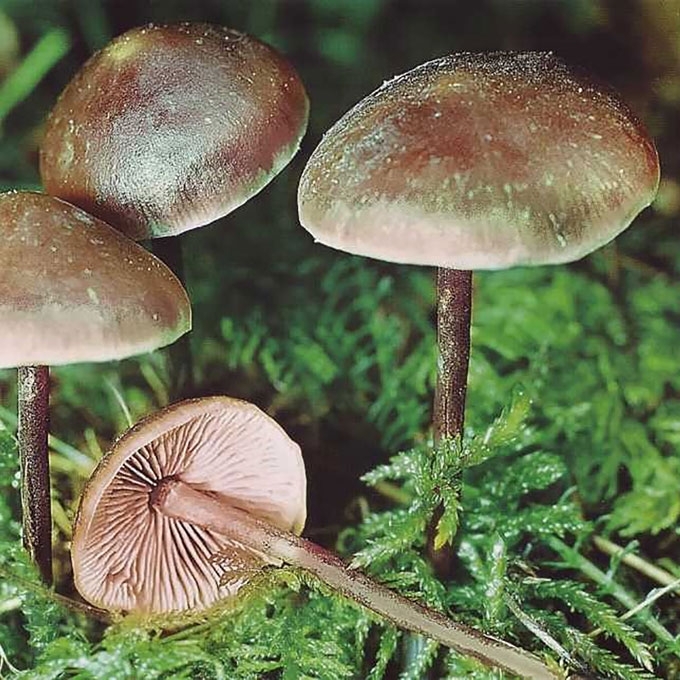 AGURKINĖ DIDPUSLĖ
