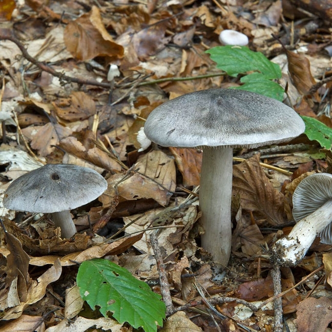 AITRUSIS BALTIKAS