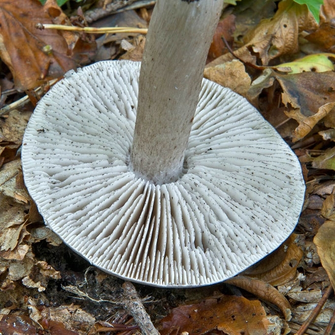 AITRUSIS BALTIKAS