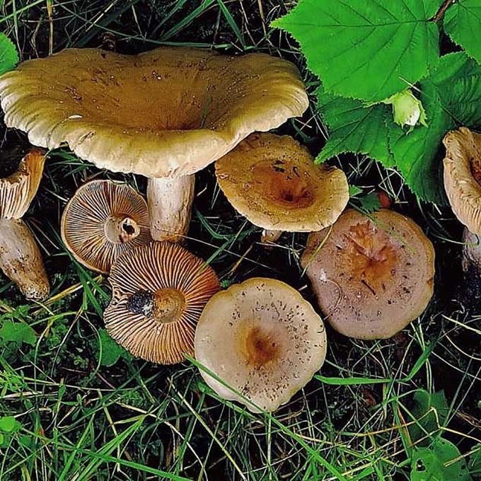 AITRUSIS PIENGRYBIS