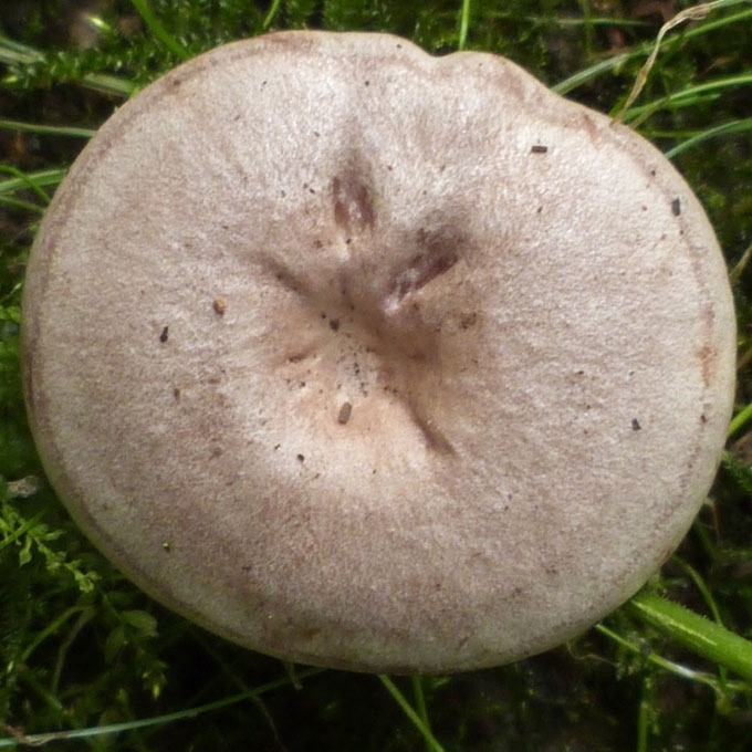 AITRUSIS PIENGRYBIS