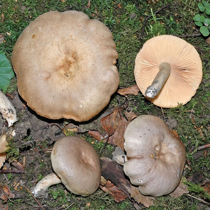 AITRUSIS PIENGRYBIS