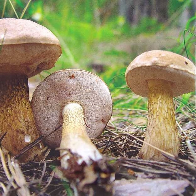 AITRUSIS PUŠYNBARAVYKIS