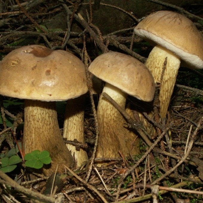 AITRUSIS PUŠYNBARAVYKIS