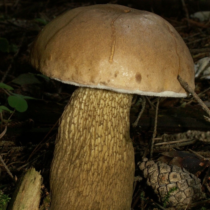 AITRUSIS PUŠYNBARAVYKIS