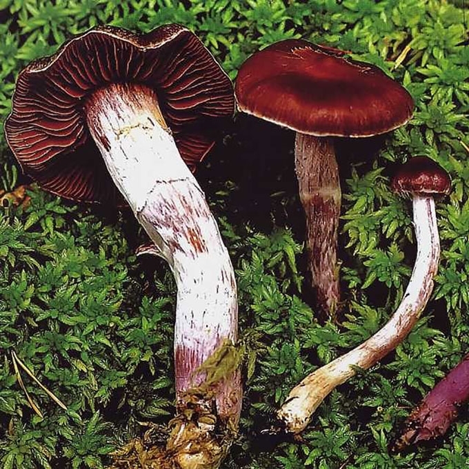 ANKSTYVASIS NUOSĖDIS