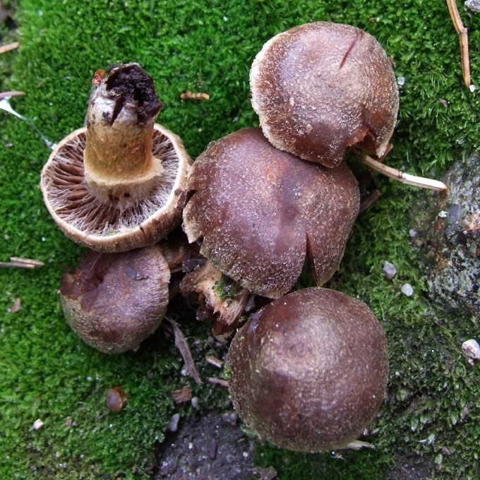ANKSTYVASIS NUOSĖDIS