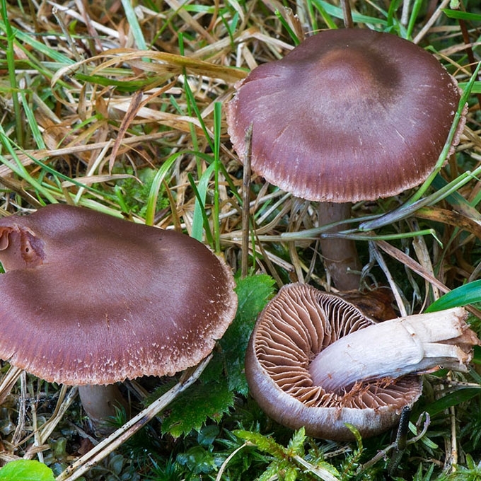 ANKSTYVASIS NUOSĖDIS