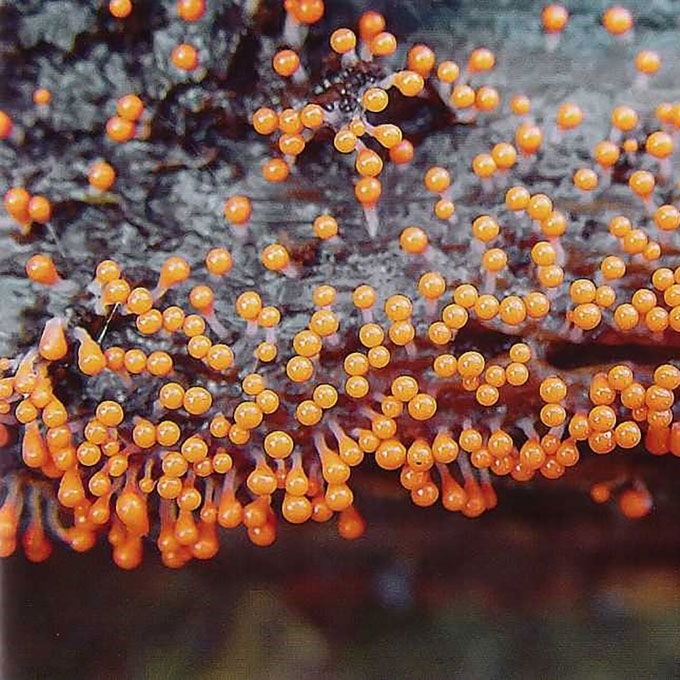 APGAULUSIS KREKENIS