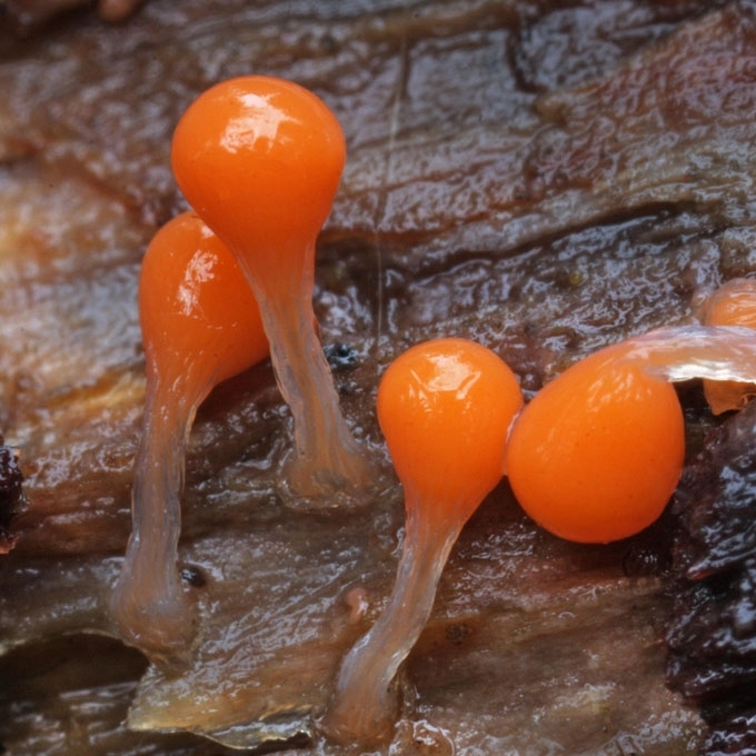 APGAULUSIS KREKENIS