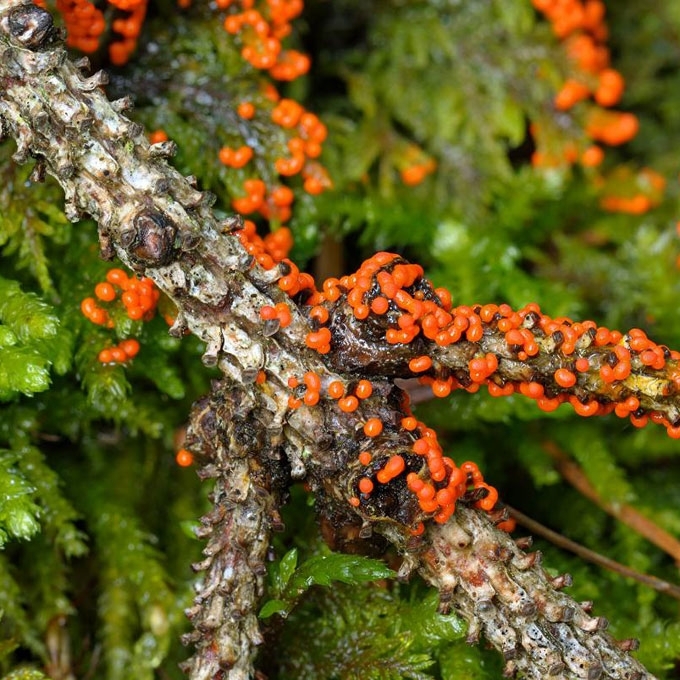 APGAULUSIS KREKENIS