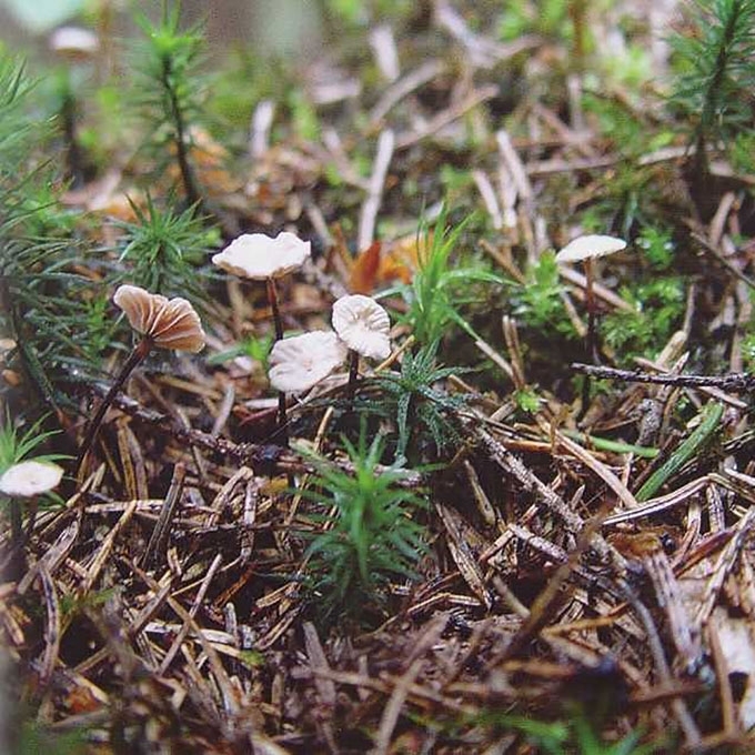 APYKAKLINIS MAŽŪNIS