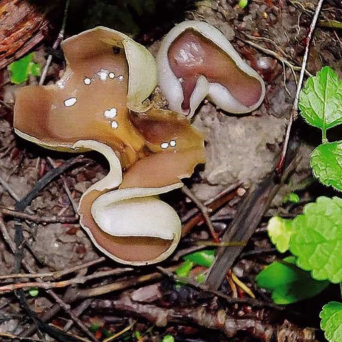 ATLAPAKRASTIS AUSUNIS