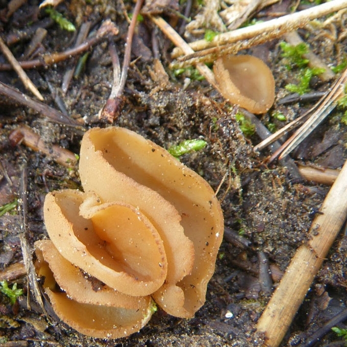ATLAPAKRASTIS AUSUNIS