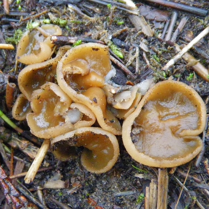 ATLAPAKRASTIS AUSUNIS