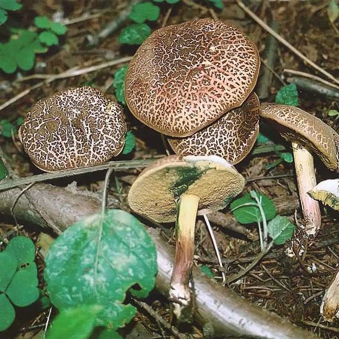 AUKSAKOTIS AKSOMBARAVYKIS