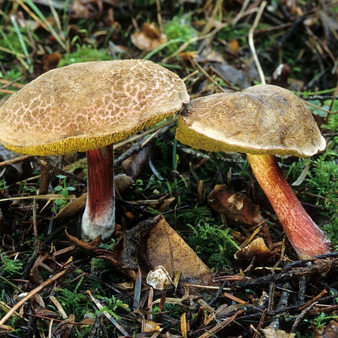 AUKSAKOTIS AKSOMBARAVYKIS