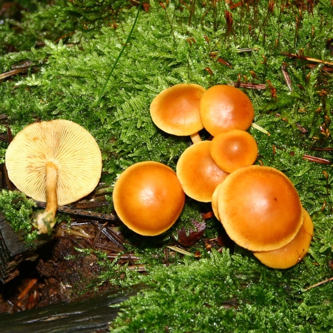 AUKSAVIRŠĖ KARTEKLĖ