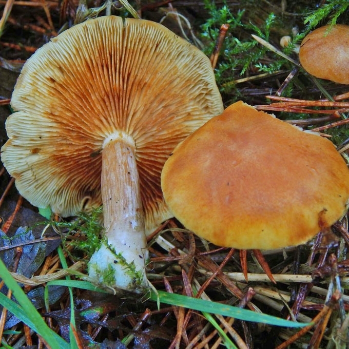 AUKSAVIRŠĖ KARTEKLĖ