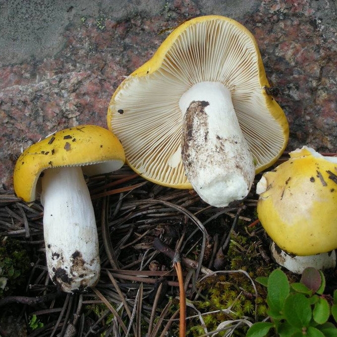 AUKSIŠKOJI ŪMĖDĖ