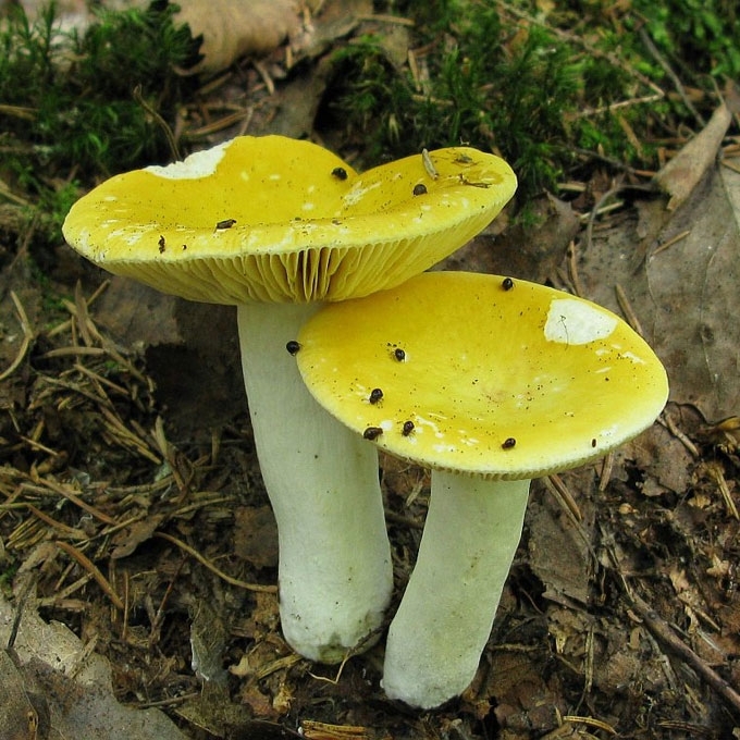 AUKSIŠKOJI ŪMĖDĖ