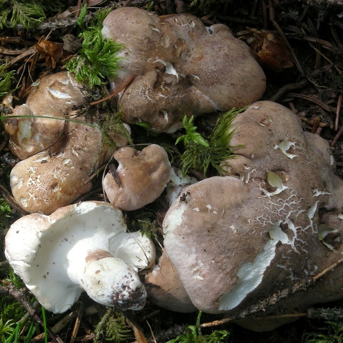 AVINĖ DIRVAPINTĖ
