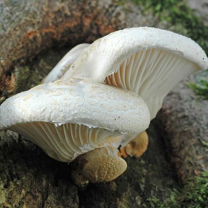 ĄŽUOLINĖ KREIVABUDĖ