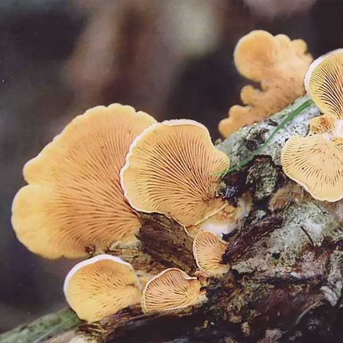 ĄŽUOLINIS SKIAUTENĖLIS