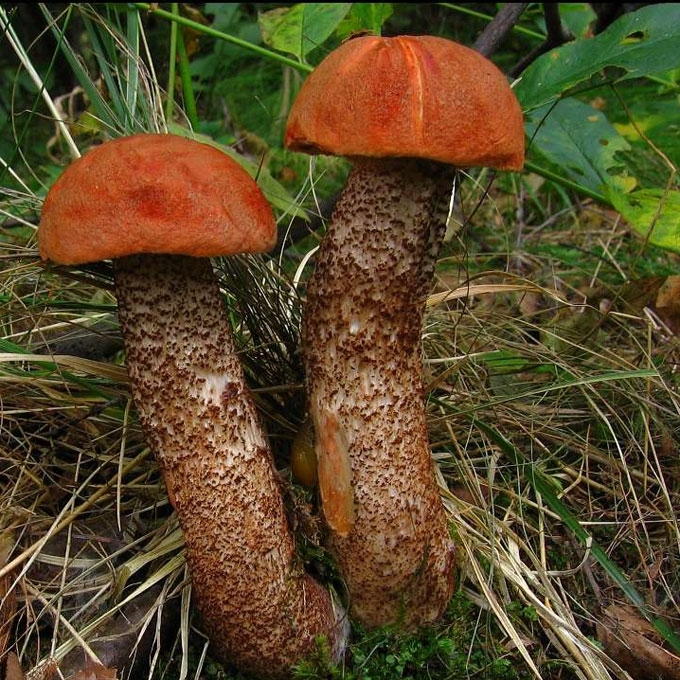 ĄŽUOLYNINIS RAUDONVIRŠIS