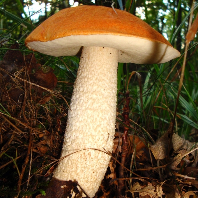 ĄŽUOLYNINIS RAUDONVIRŠIS