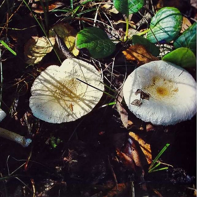 BALTAGAURIS PIENGRYBIS