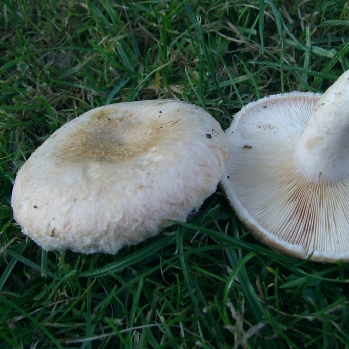 BALTAGAURIS PIENGRYBIS