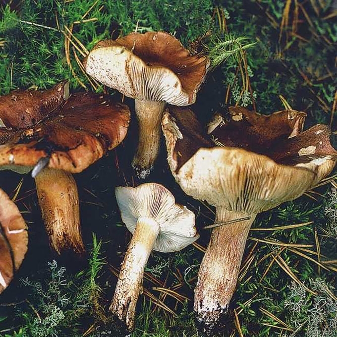 BALTARUDIS BALTIKAS