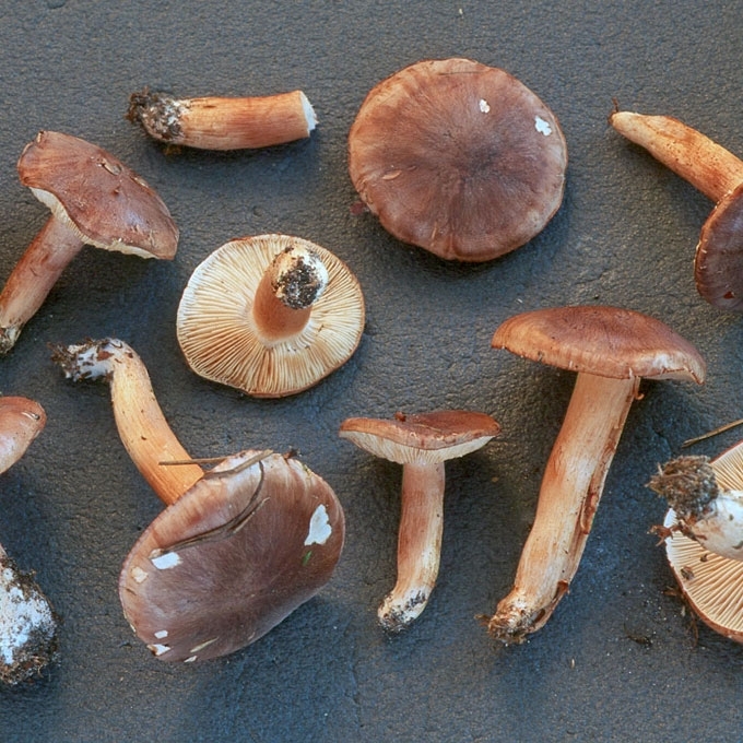 BALTARUDIS BALTIKAS