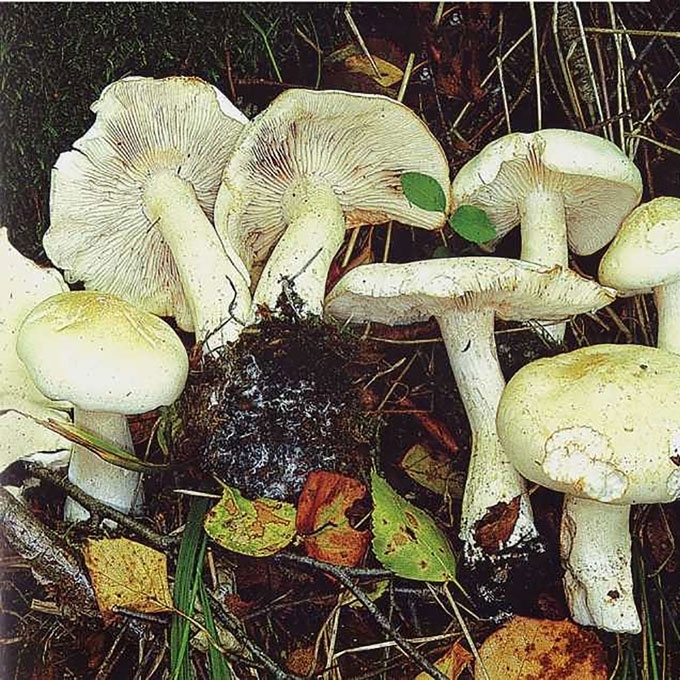 BALTASIS BALTIKAS