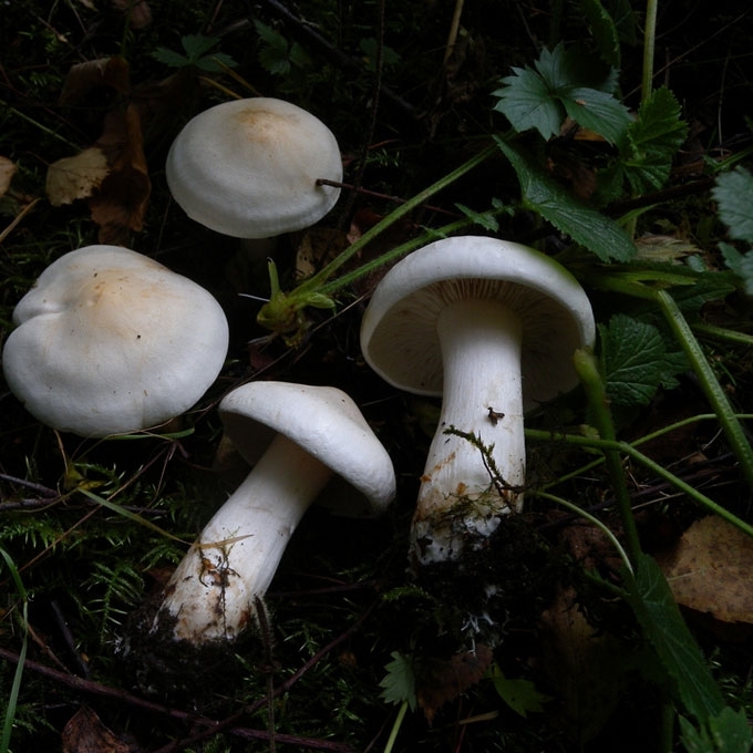 BALTASIS BALTIKAS
