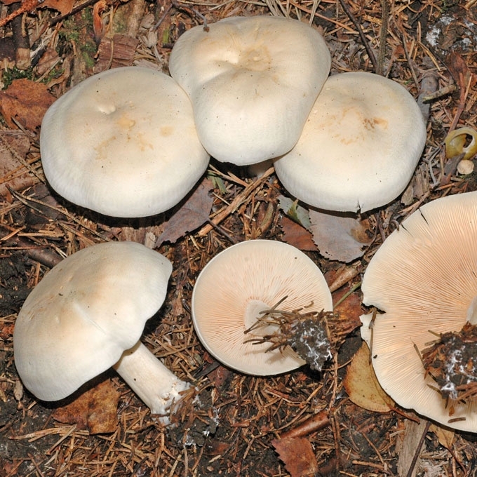 BALTASIS BALTIKAS