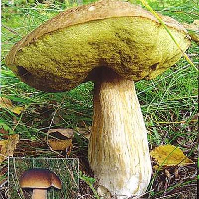 BARAVYKAS
