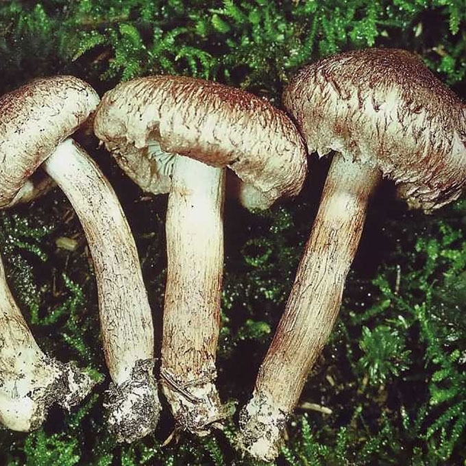 BARZDOTASIS BALTIKAS
