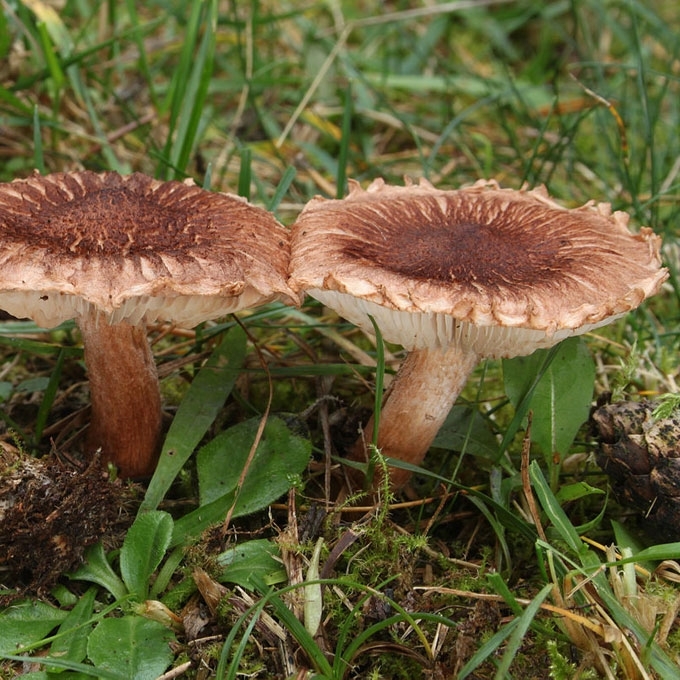 BARZDOTASIS BALTIKAS
