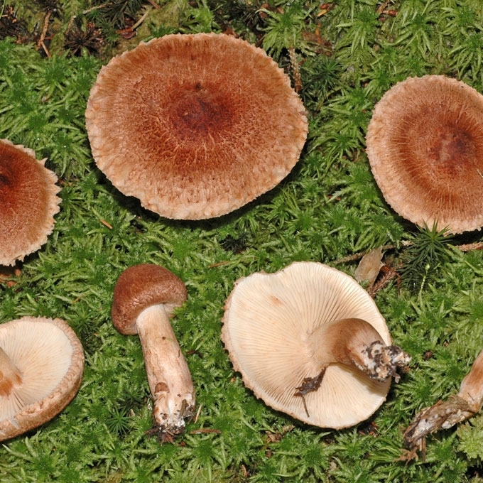 BARZDOTASIS BALTIKAS