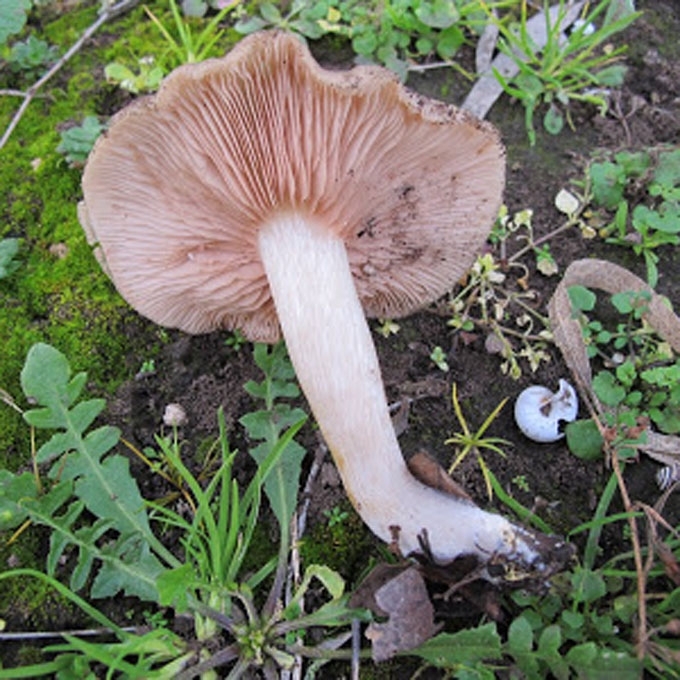 BEKVAPĖ GIJABUDĖ