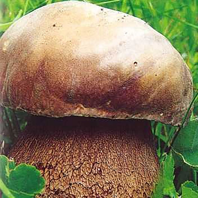 BRONZINIS BARAVYKAS