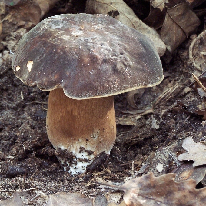 BRONZINIS BARAVYKAS
