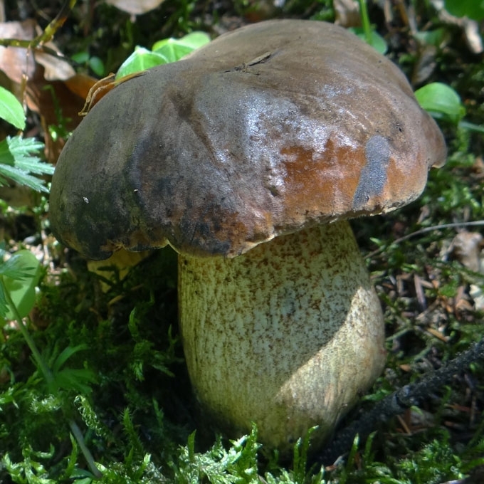 BRONZINIS BARAVYKAS