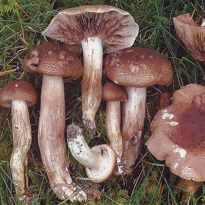 ČERPĖTASIS BALTIKAS