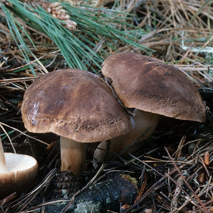 ČERPĖTASIS BALTIKAS