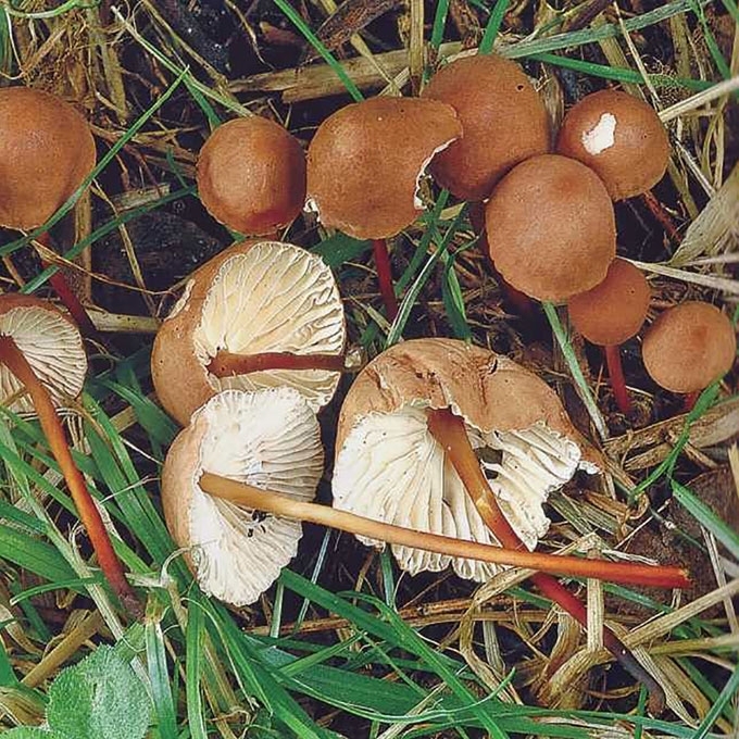 ČESNAKINIS MAŽŪNIS