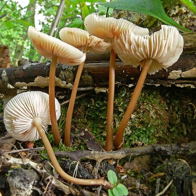 ČESNAKINIS MAŽŪNIS
