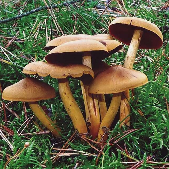 CINAMONINIS NUOSĖDIS